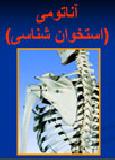 آناتومی - استخوان شناسی